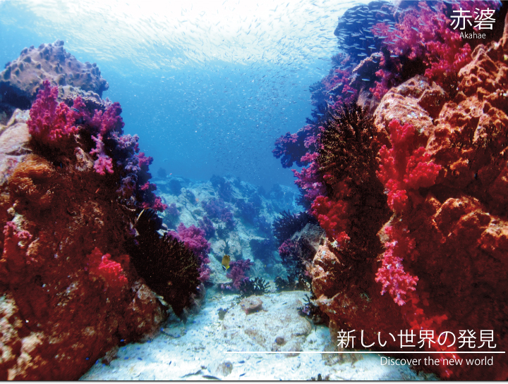 赤いサンゴが見事なアカハエ。流れがある場所で、ダイビングに慣れてきたら行ける場所。